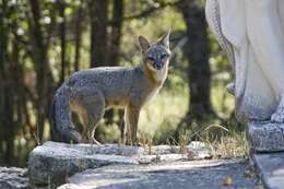 Image of Grey Foxes