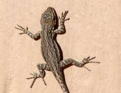 Image of Urosaurus ornatus schottii (Baird 1858)