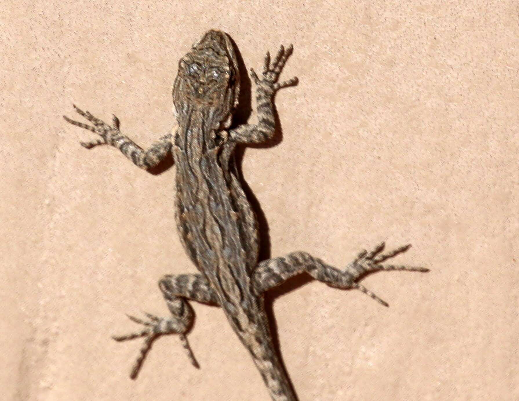 Image of Urosaurus ornatus schottii (Baird 1858)