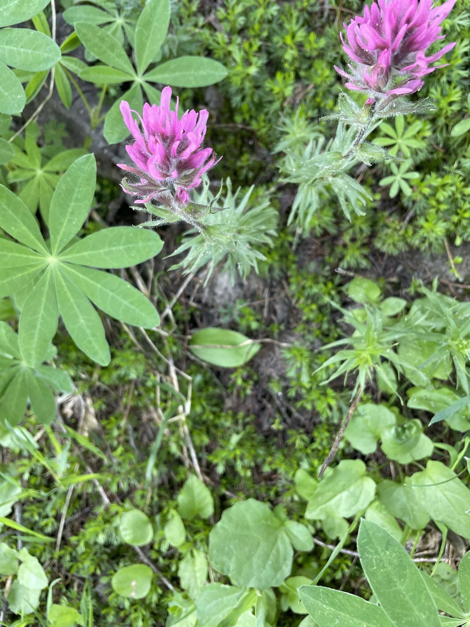 Image of Olympic Indian paintbrush