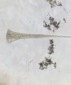 Image of Stentor roeselii