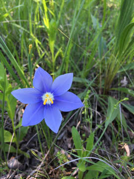 Image of Prairie pleatleaf