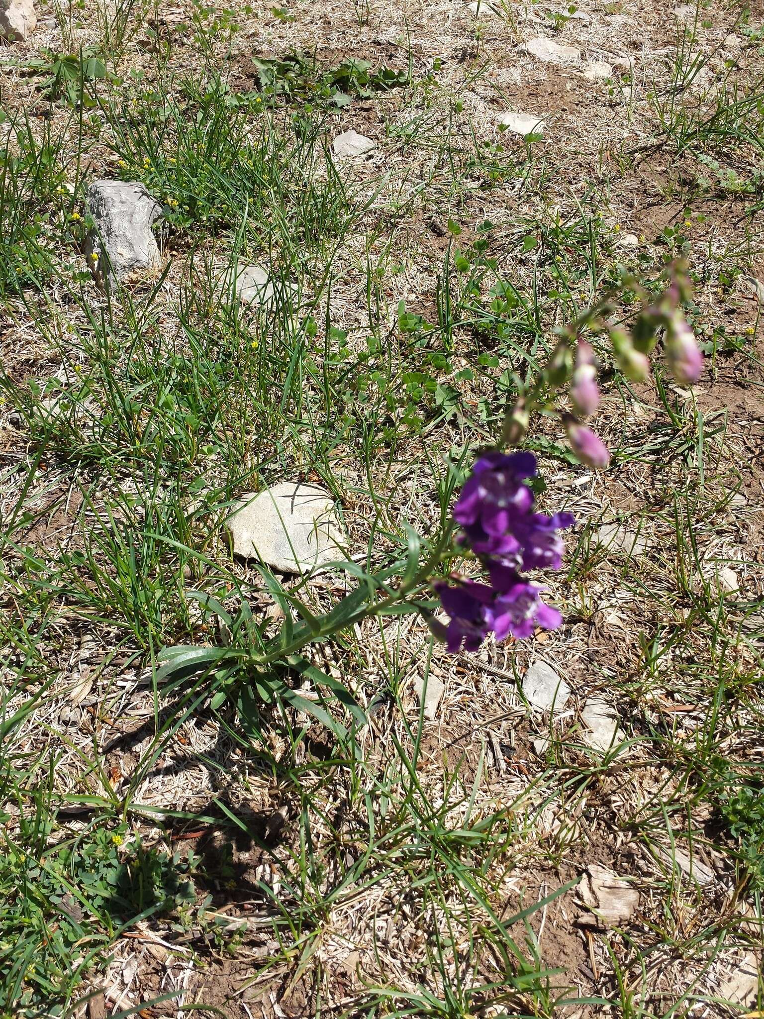 Image of New Mexico beardtongue