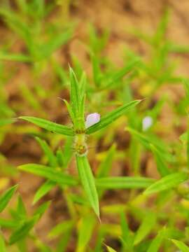 Image of Spermacoce stachydea DC.