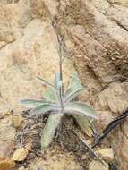 Image of southern hawkweed