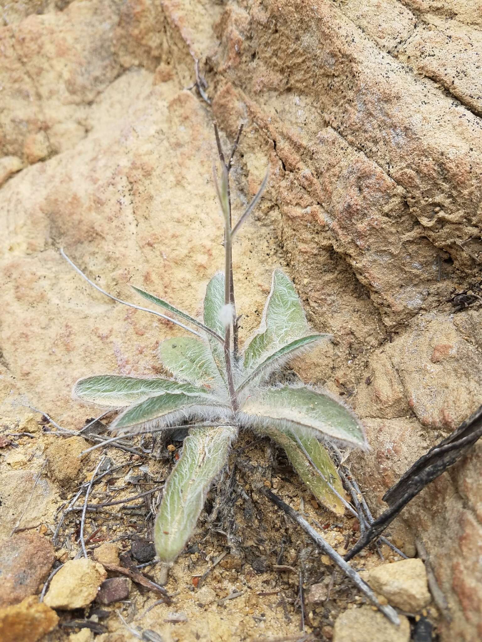 Image of southern hawkweed