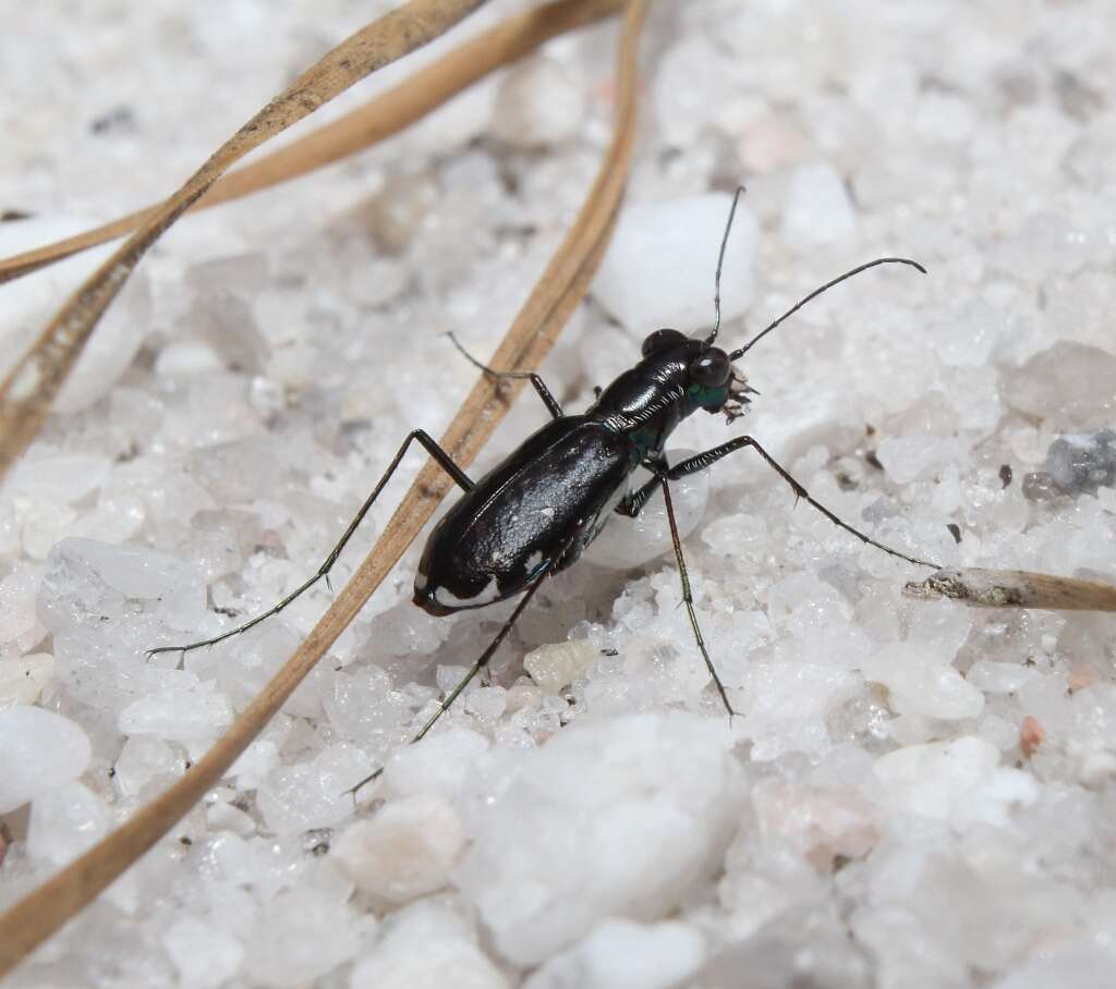 Image of Cicindela (Cicindelidia) abdominalis Fabricius 1801