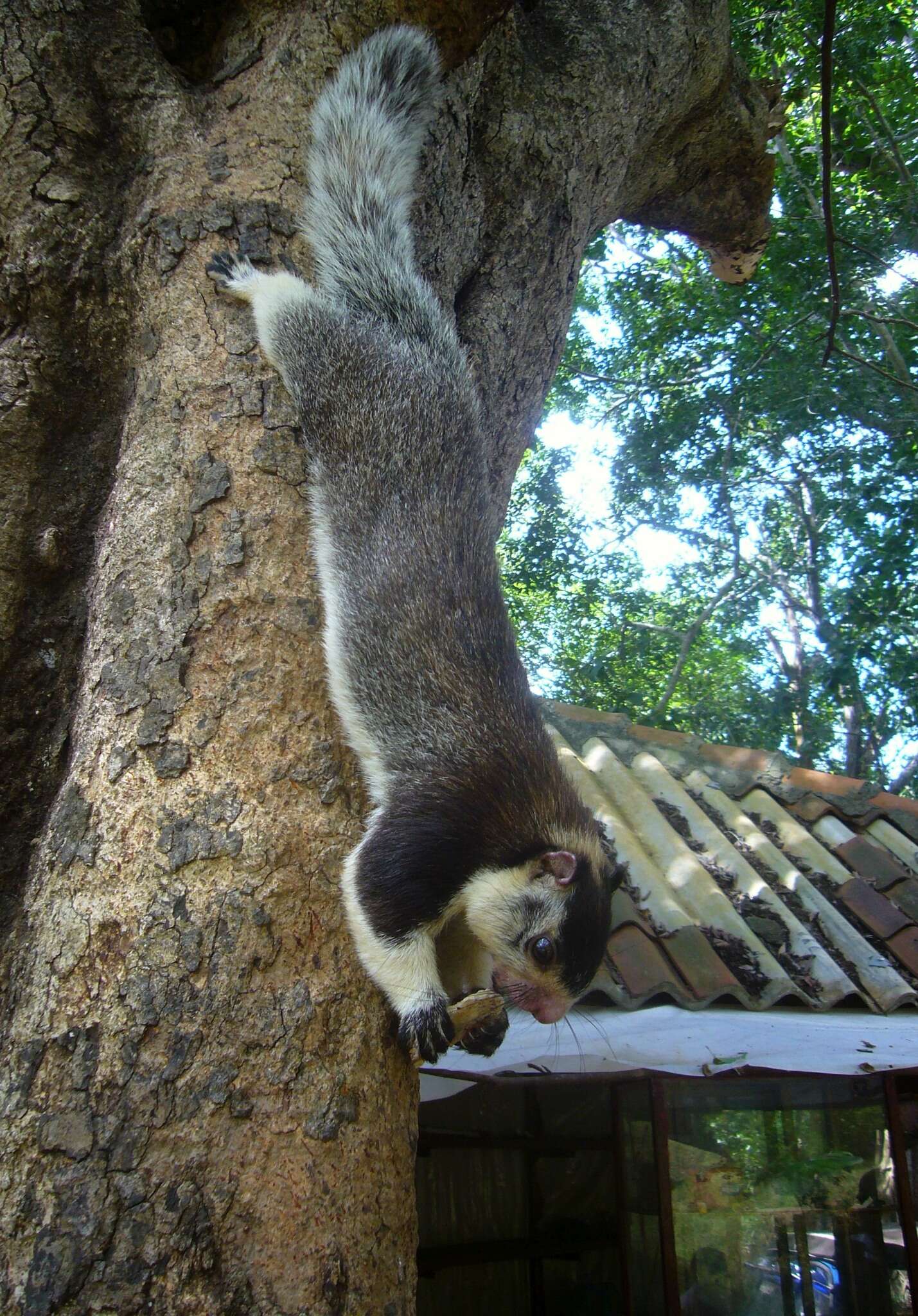 Imagem de Ratufa macroura (Pennant 1769)