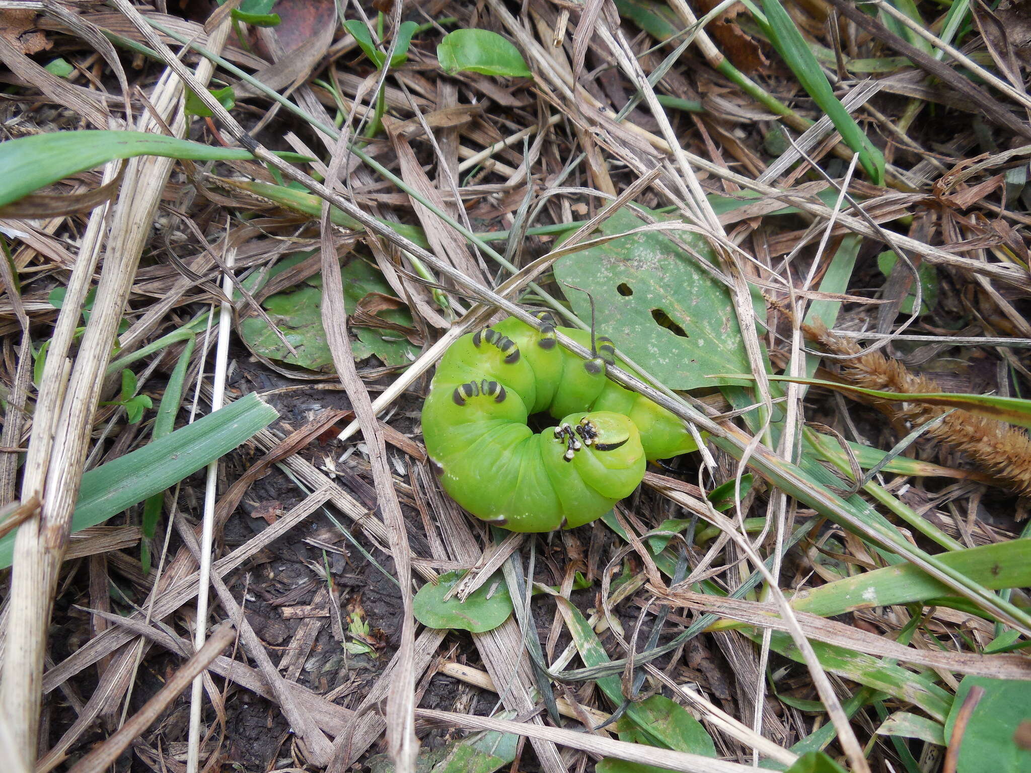 Image of privet hawk-moth