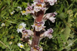 Image de Orobanche crenata Forsskál