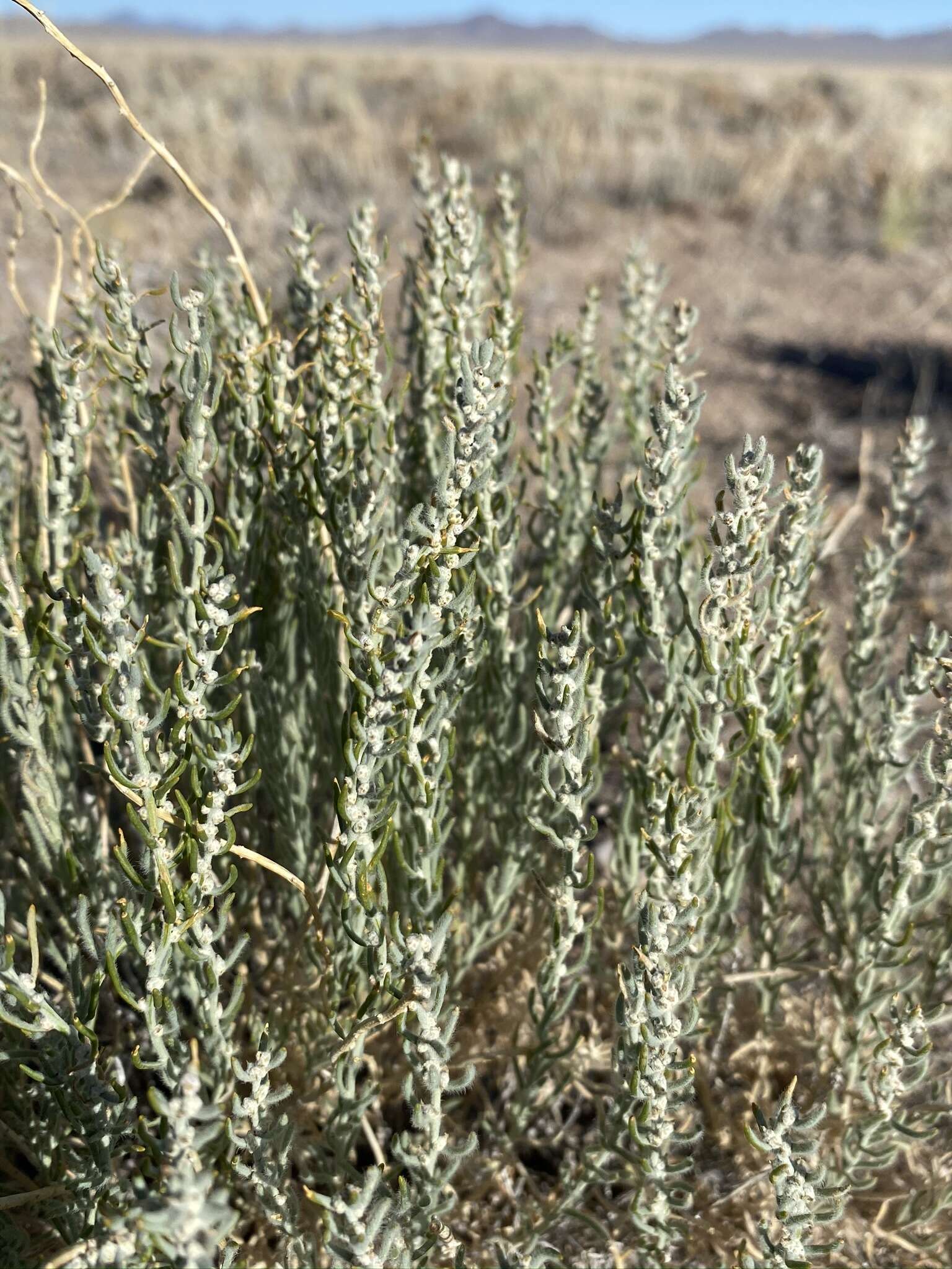 Plancia ëd Neokochia americana (S. Watson) G. L. Chu & S. C. Sand.