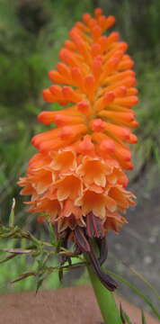 Image of Kniphofia evansii Baker