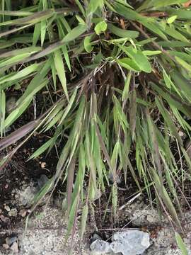 Image of western panicgrass