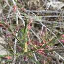 Image of Daviesia gracilis Crisp