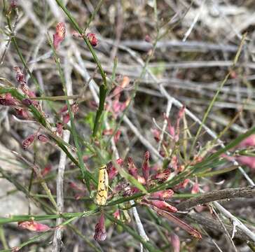 Image of Daviesia gracilis Crisp