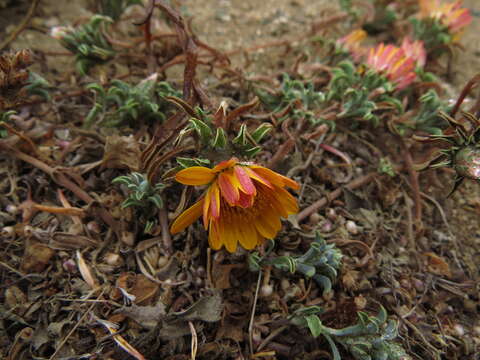 Image of Chaetanthera frayjorgensis A. M. R. Davies