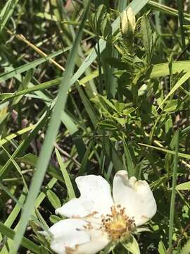 Image of white prairie rose