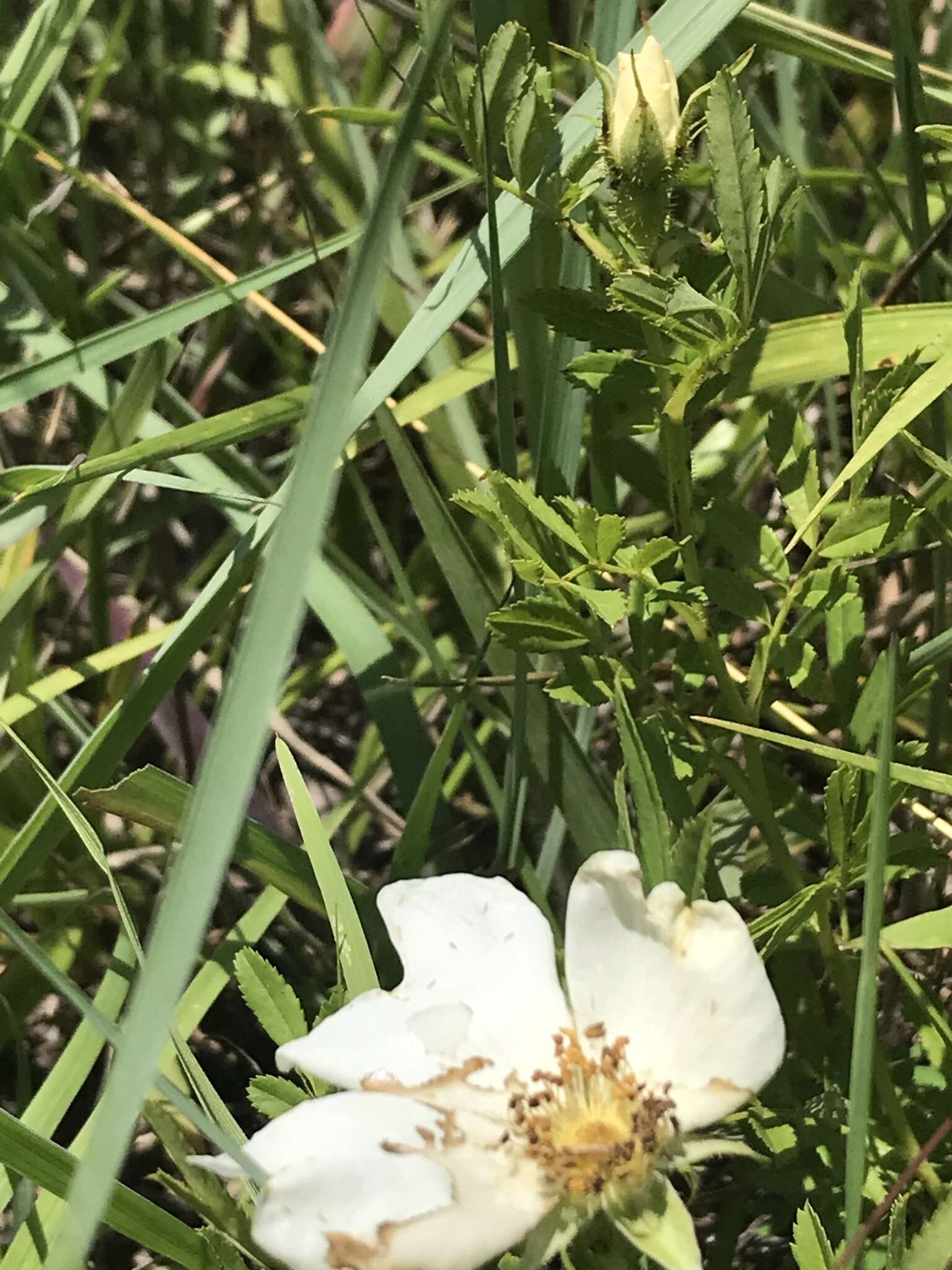 Image of white prairie rose