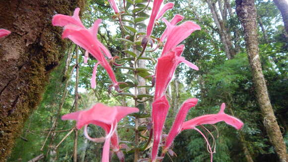 Image of Columnea chiricana Wiehler