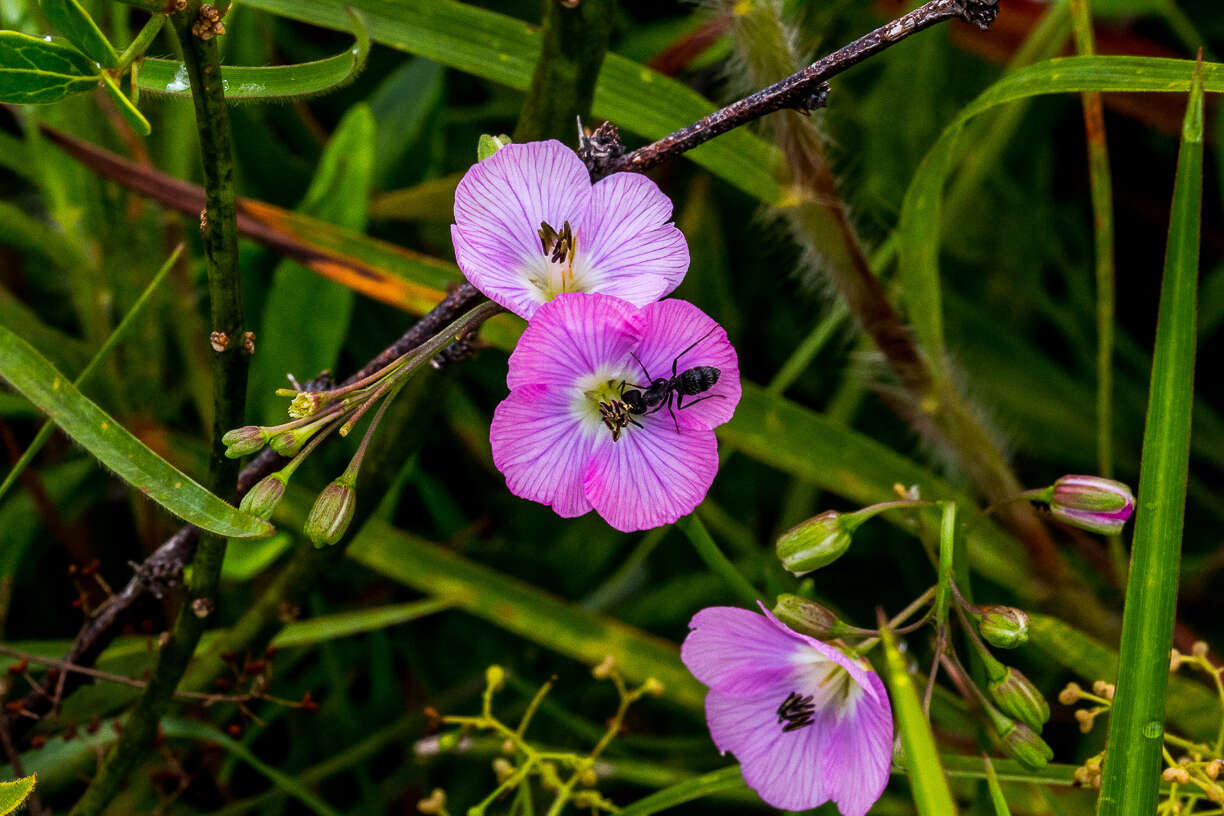 Image de Heliophila rigidiuscula Sond.