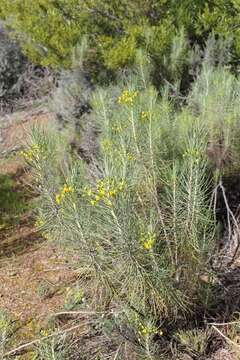 Image of Euryops tenuissimus subsp. tenuissimus