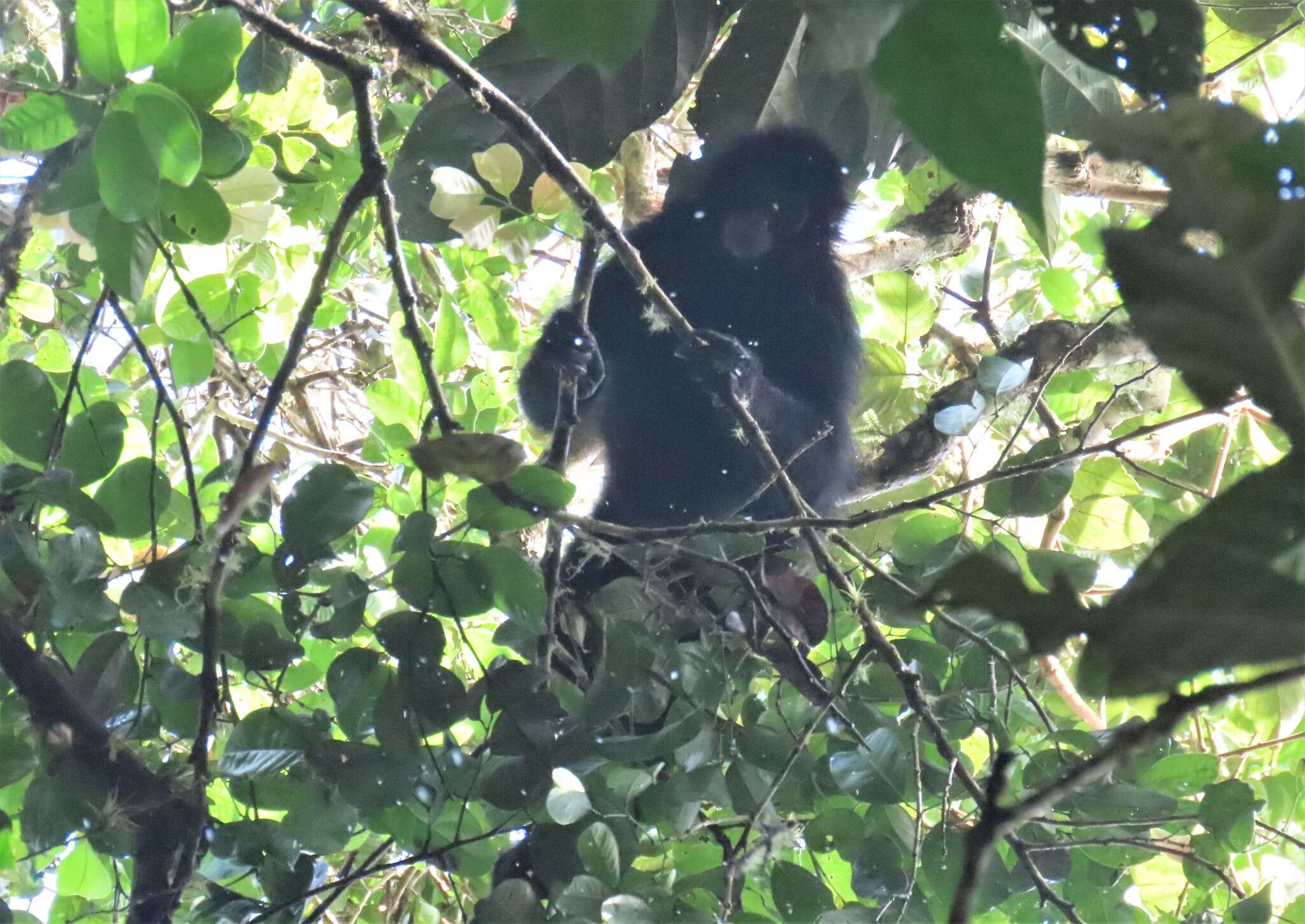 Image of Black-headed Spider Monkey