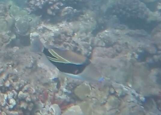 Image of Reef triggerfish