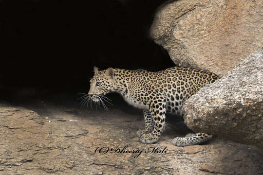 Image of Indian leopard