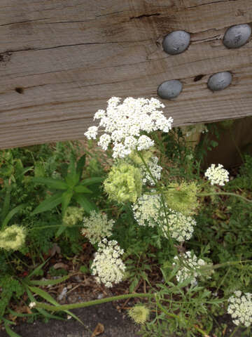 Image of Queen Anne's lace