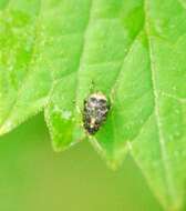 Image of Bean seed beetle