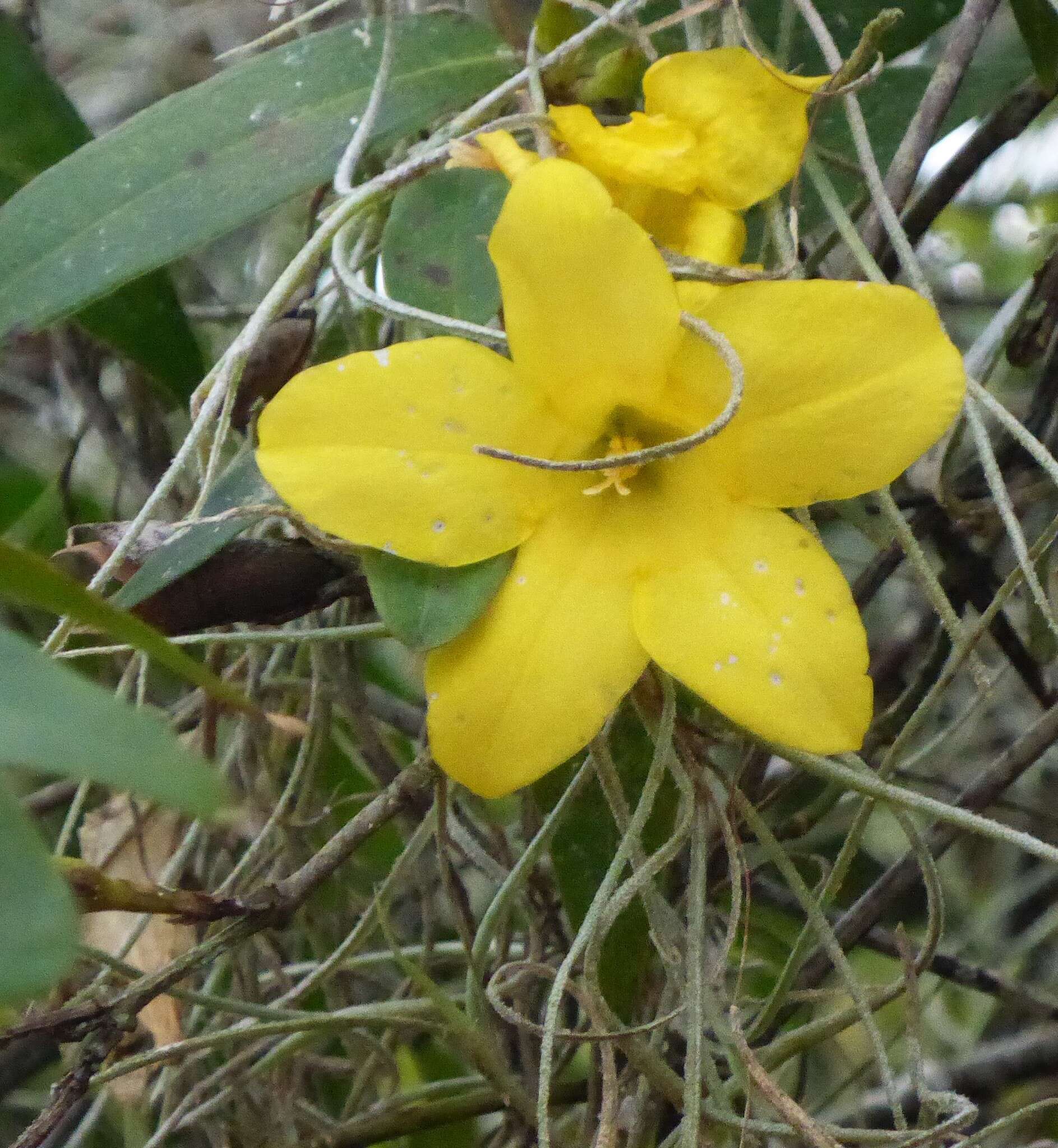 Image of Rankin's trumpetflower