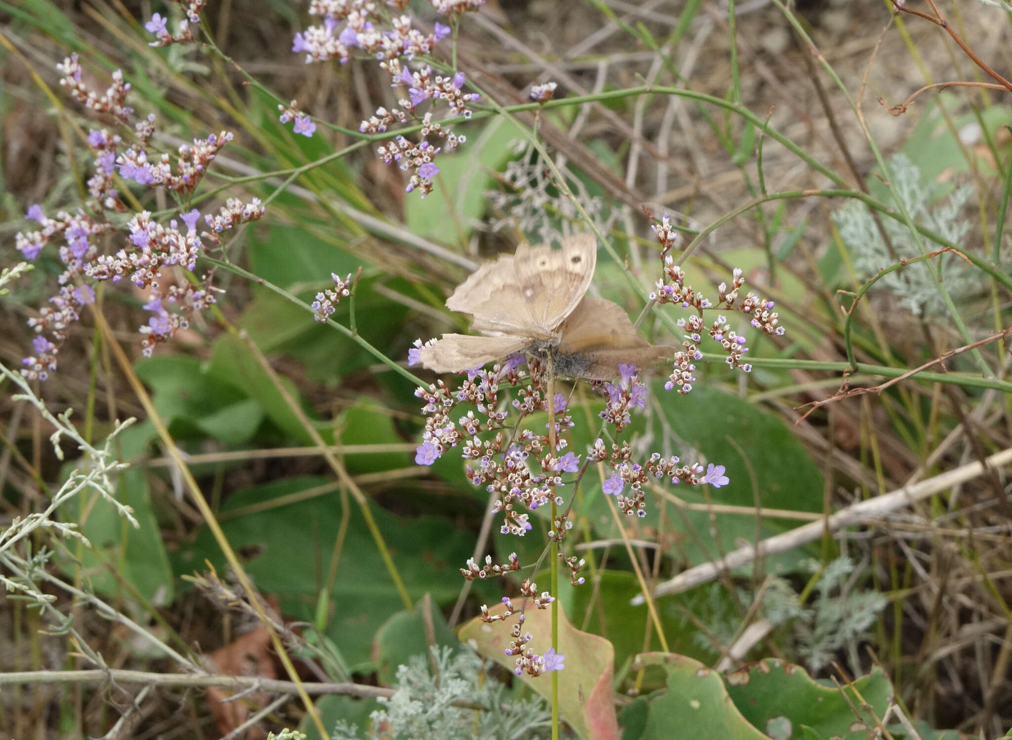 Image of Hyponephele lupinus Costa 1836