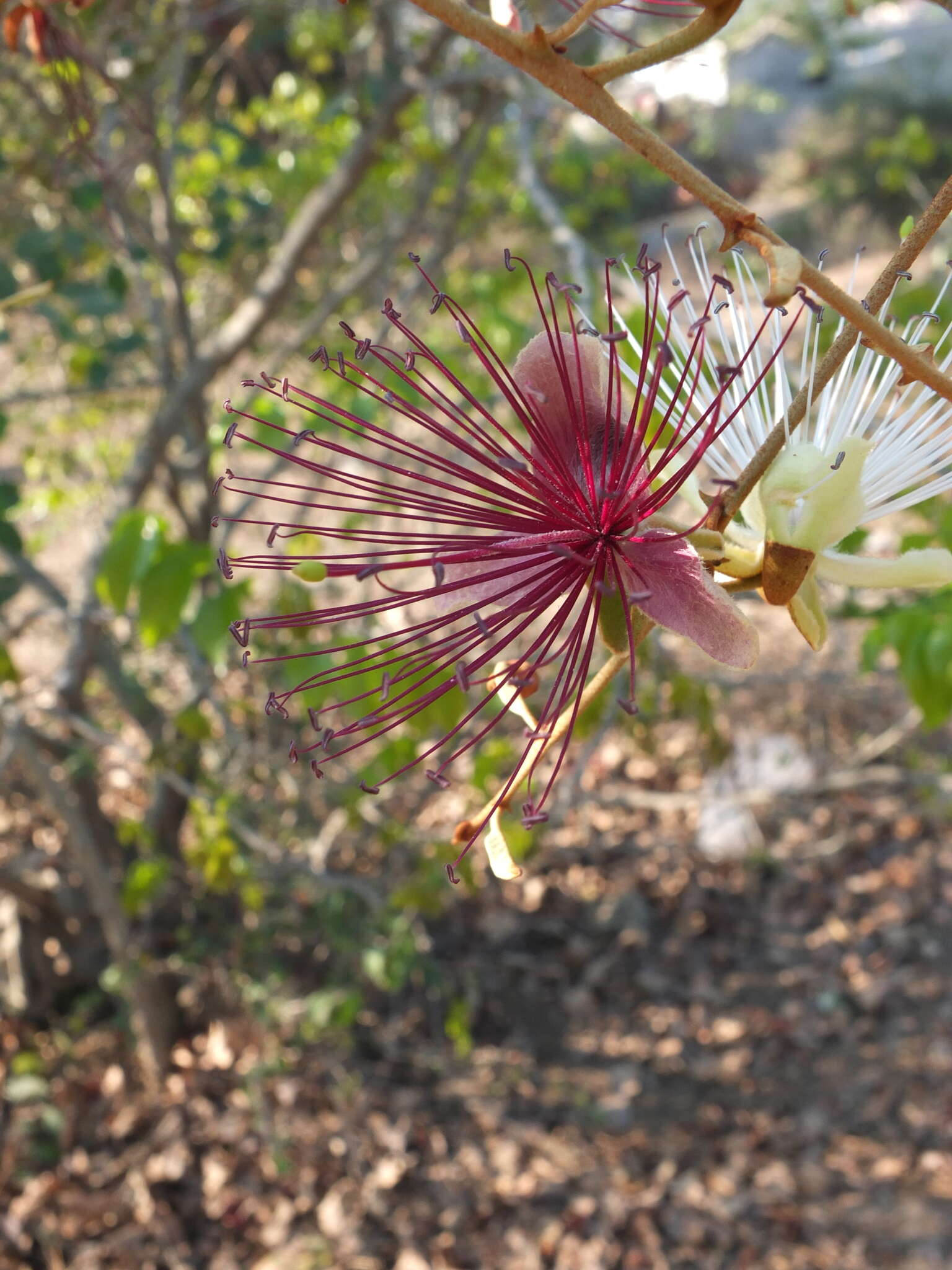 Capparis zeylanica L. resmi