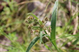 Image de Luzula meridionalis Nordenskiold