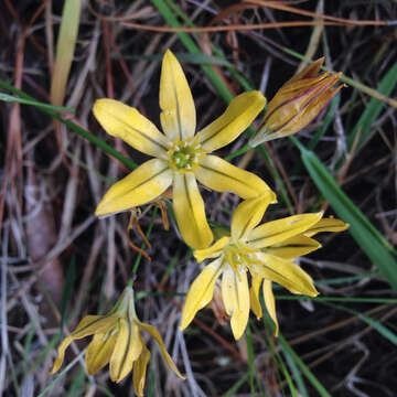 Sivun Triteleia ixioides (Dryand. ex W. T. Aiton) Greene kuva