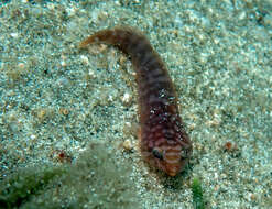 Image of Broad clingfish