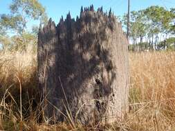 Image of Magnetic termite