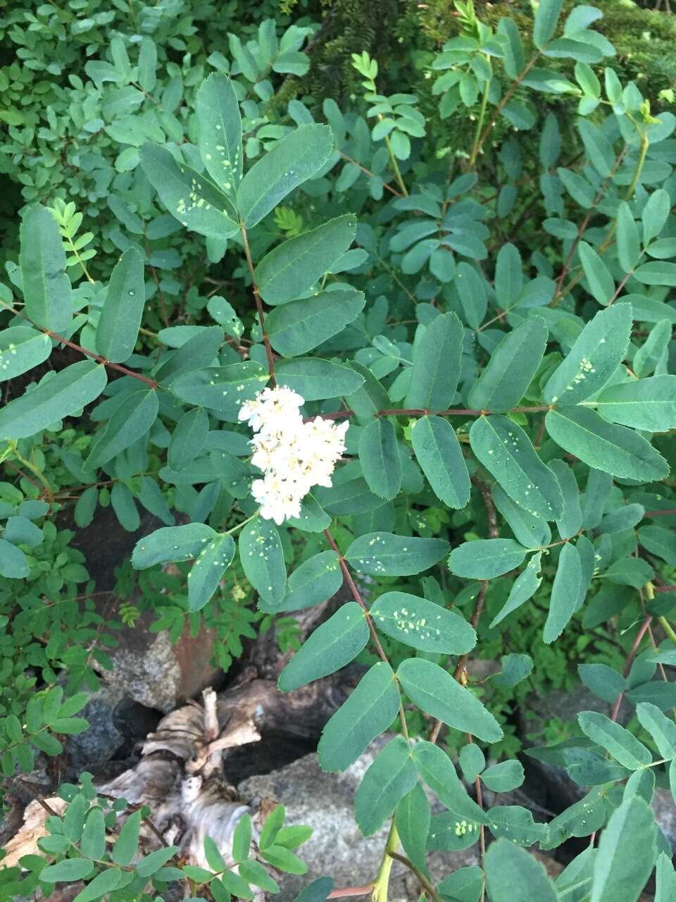 Image of western mountain ash