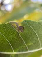 Image of Stigmella longisacca Newton & Wilkinson 1982