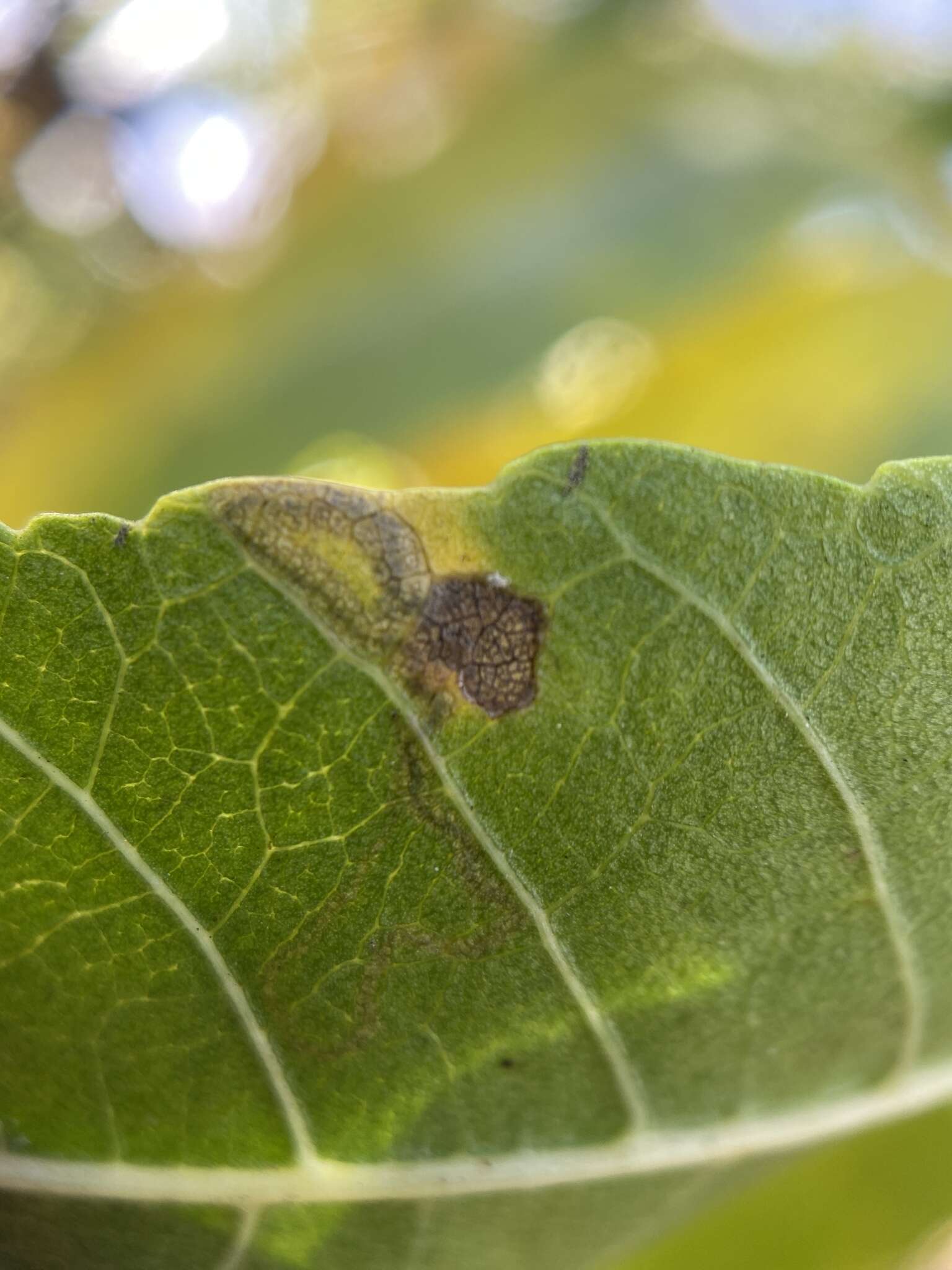 صورة Stigmella longisacca Newton & Wilkinson 1982