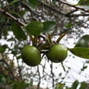 Image of Diospyros johnstoniana Standl. & Steyerm.