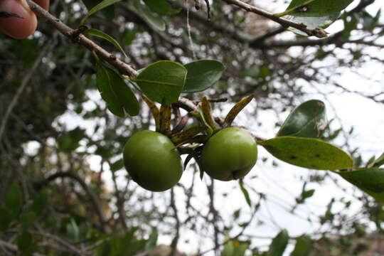 Слика од Diospyros johnstoniana Standl. & Steyerm.