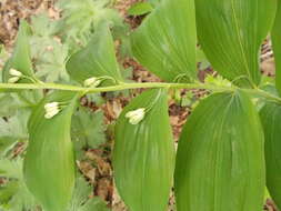 Image of Common Solomon’s-seal