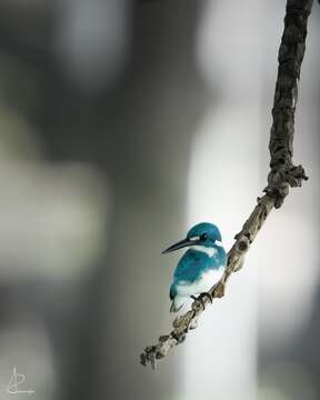 Image of Cerulean Kingfisher