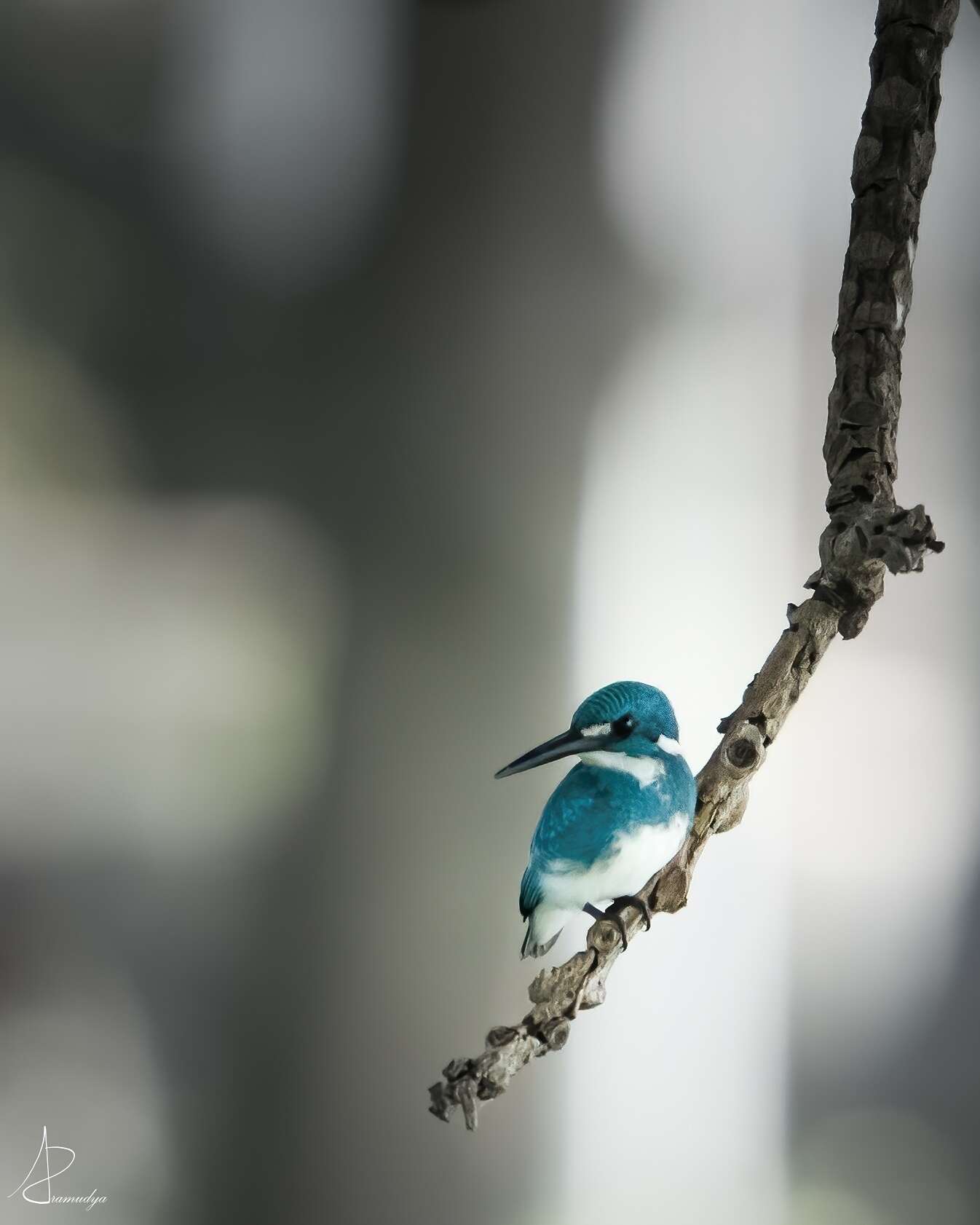 صورة Alcedo coerulescens Vieillot 1818