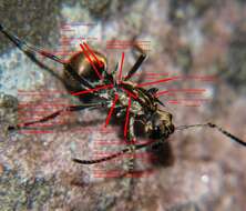 Imagem de <i>Polyrhachis epinotalis</i>