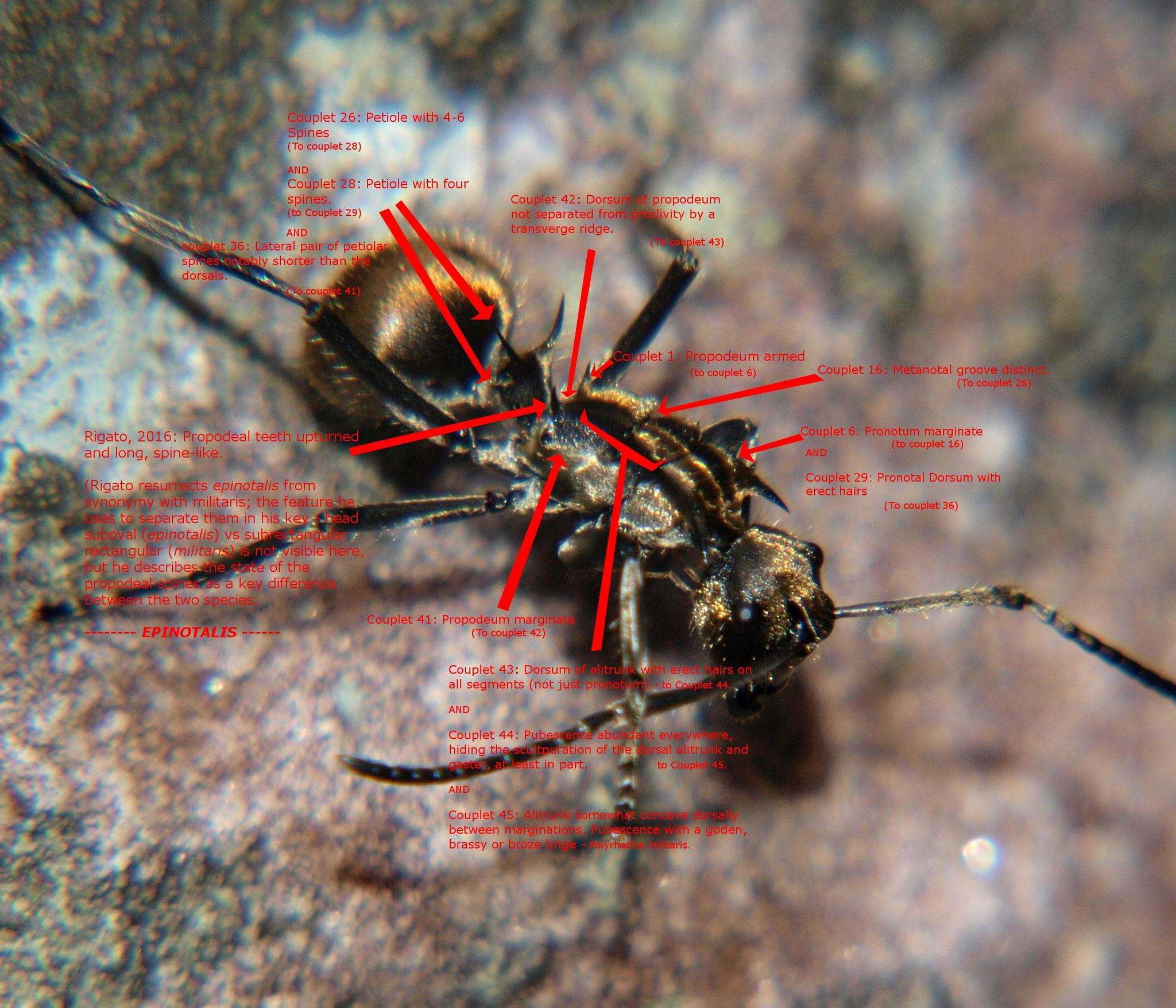 Image de <i>Polyrhachis epinotalis</i>