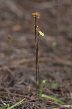 Image of Purple-veined spider orchid