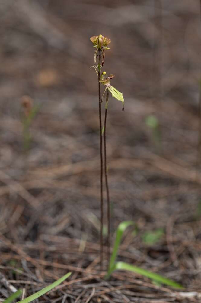 Image of Purple-veined spider orchid