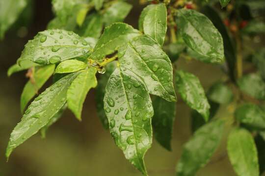 Слика од Rhamnus prinoides L'Her.